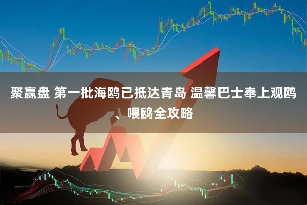 聚赢盘 第一批海鸥已抵达青岛 温馨巴士奉上观鸥、喂鸥全攻略